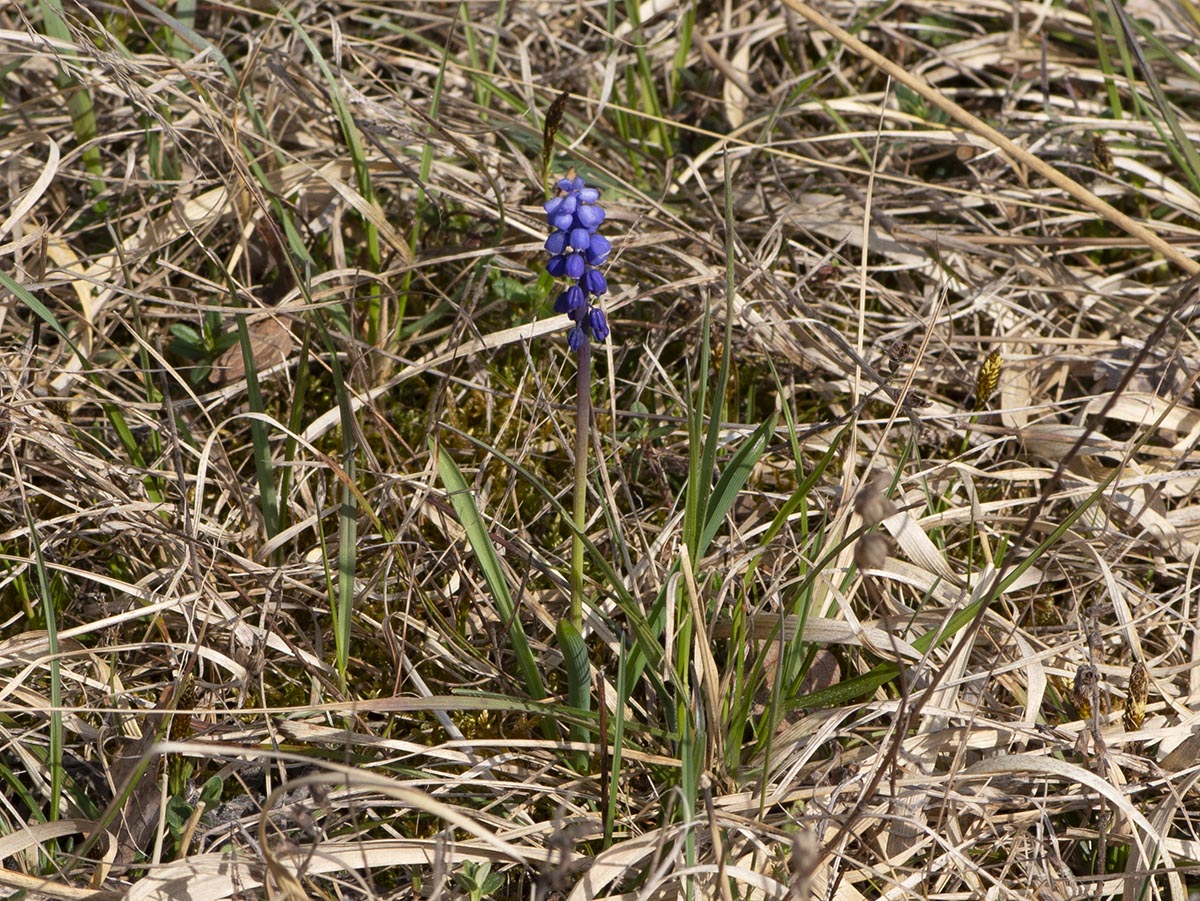 Habitus, Trockenrasen